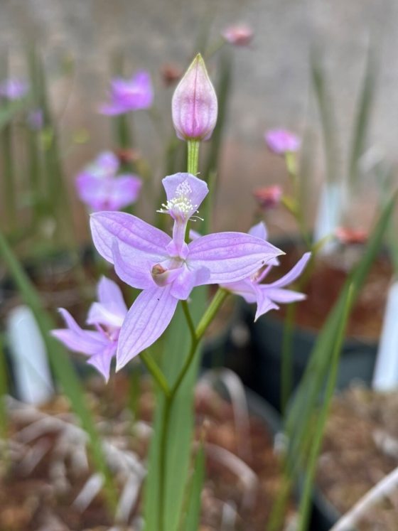 A rare purple plant, growing in a bog garden, with triangular, pointy purple petals. 
